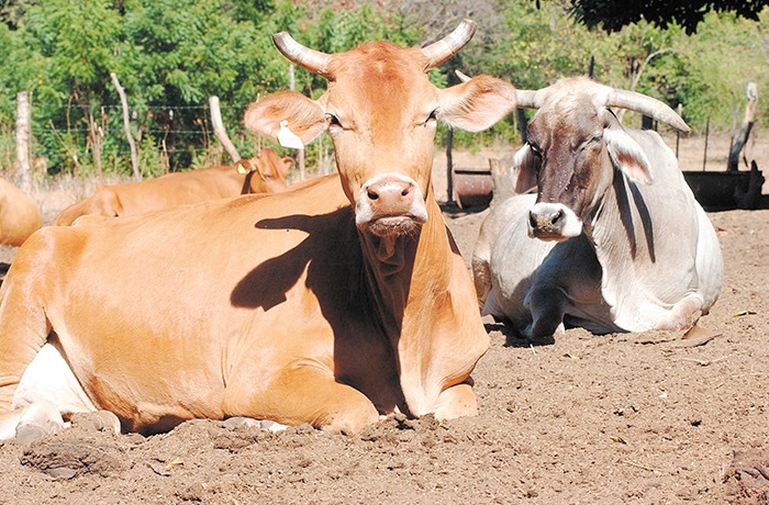 Nicaragua cuenta con casi seis millones de cabezas de ganado