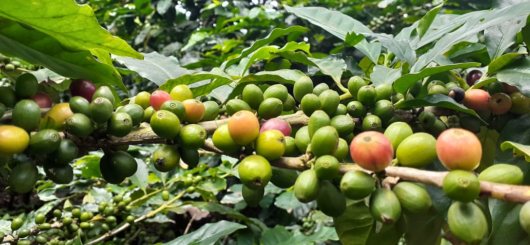 Más de 400 millones de dólares generó el café nicaragüense