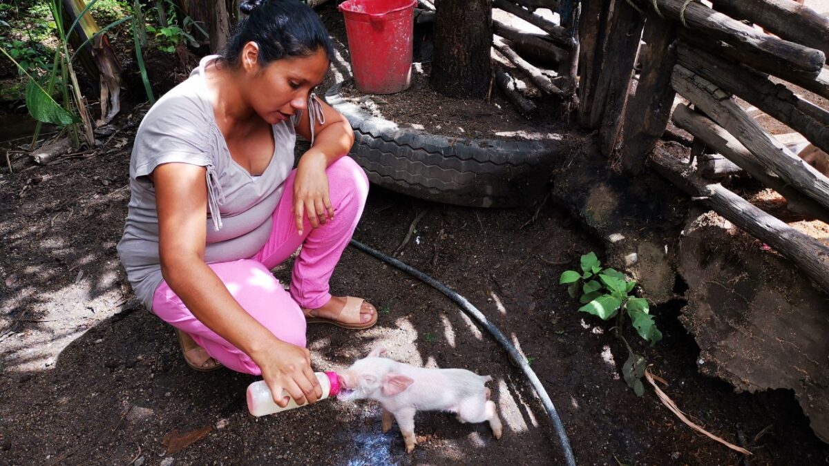 Inseminación artificial en porcinos empieza a dar sus primeros frutos en Nueva Segovia