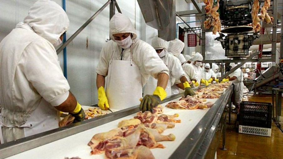 Producción carne de pollo estimada en más 300 millones de libras