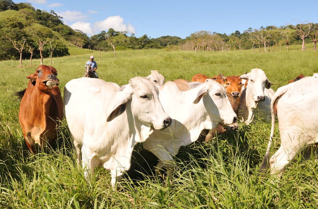 Se desarrollará Plan Nacional de Ferias Agropecuarias en Nicaragua
