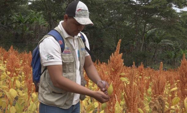 Variedad de Amaranto será plantada en los municipios del corredor seco de Nicaragua
