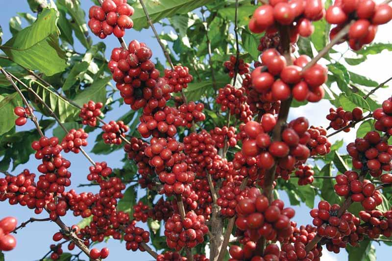 15 mil manzanas de café serán renovadas a nivel nacional este 2021