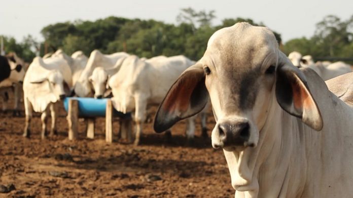 Crece calidad del ganado en pie en Nicaragua