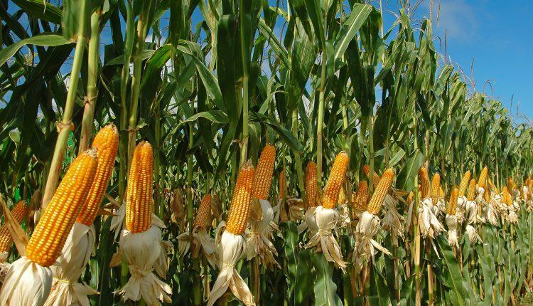 Nicaragua aumentará en 3.4% la producción de maíz