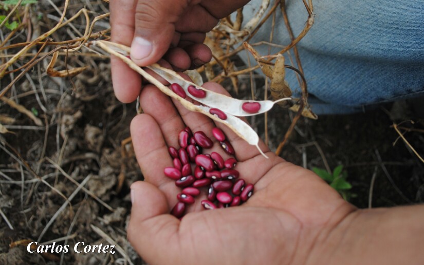 Nicaragua: proyectan producción de 4.8 millones de quintales de frijoles en el ciclo 2021-2022