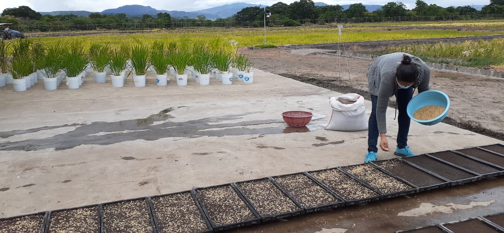 Gobierno entregará 20 mil bonos productivos tecnológicos con semilla de arroz mejorada