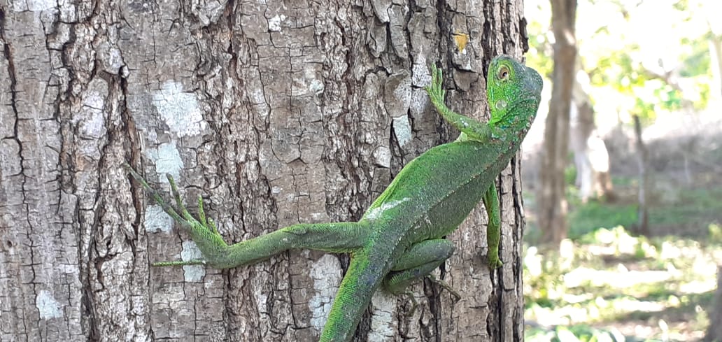 Carazo: Marena libera iguanas verdes en La Conquista