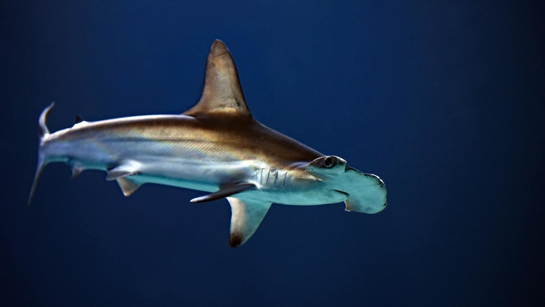 Tiburones martillo rodean a turistas en una playa de Florida