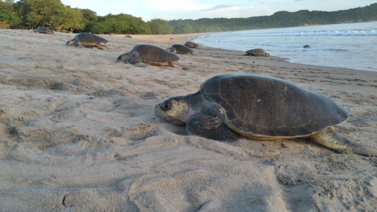 Arriban tortugas marinas en el Refugio de Vida Silvestre La Flor