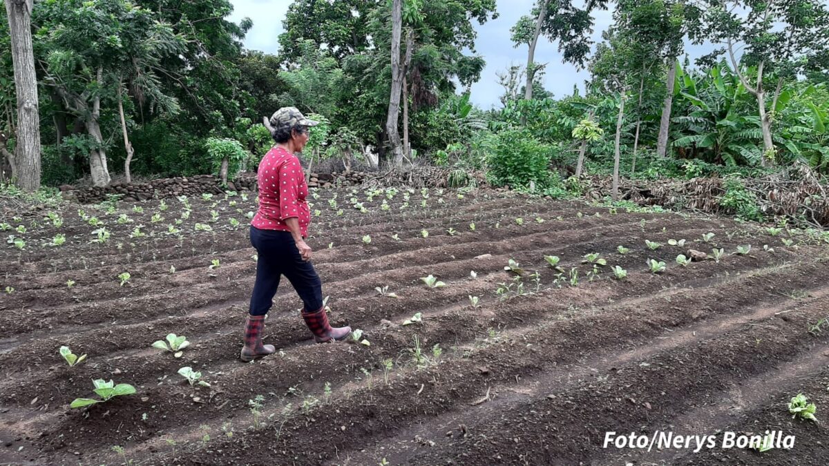 Productores de la zona sur de Managua inician siembra de hortalizas
