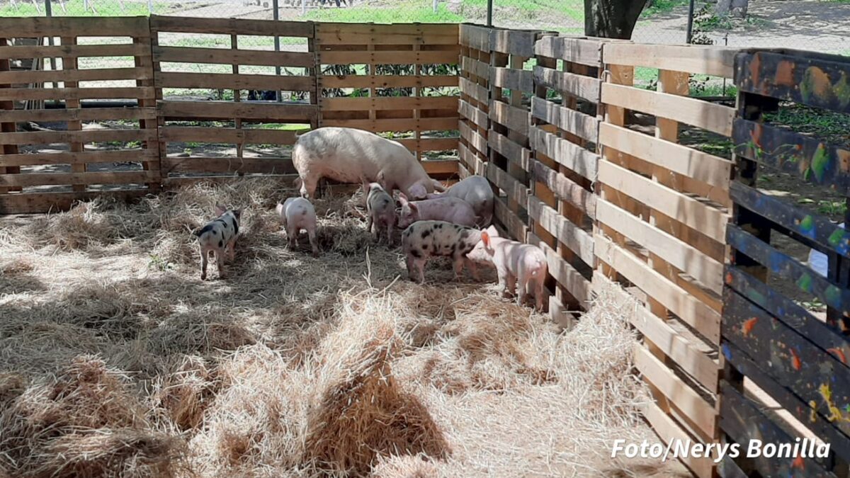 Desarrollan primera Expoferia Porcina Interdepartamental en Mateare