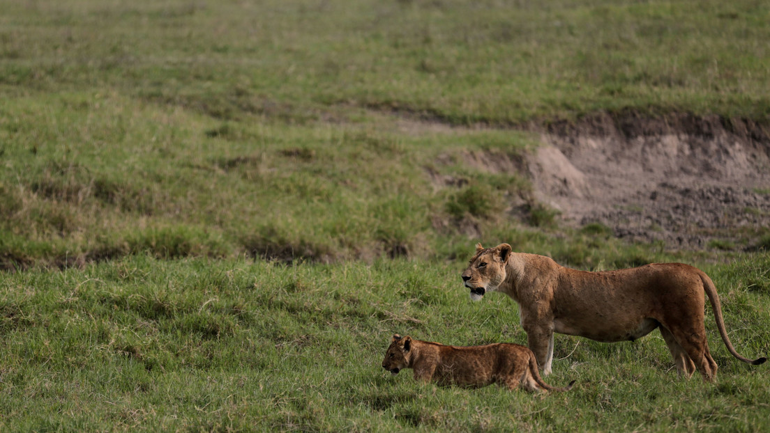 Tres niños mueren tras ser devorados por leones en Tanzania