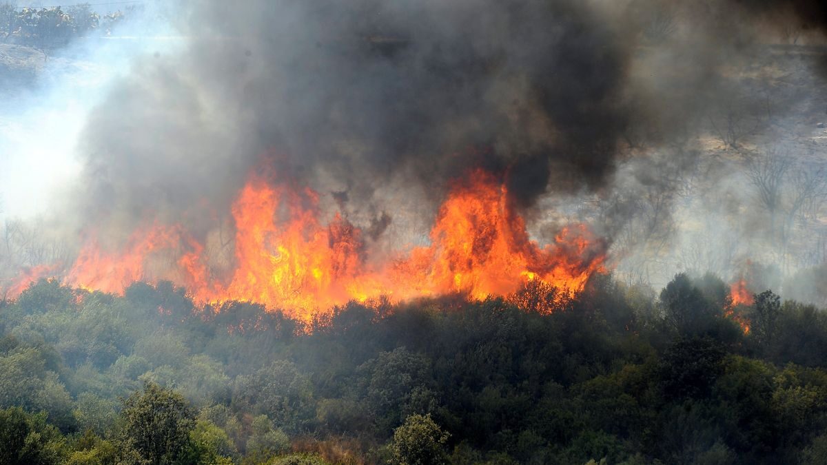 Más de 70 personas han fallecido por incendios forestales en Argelia 