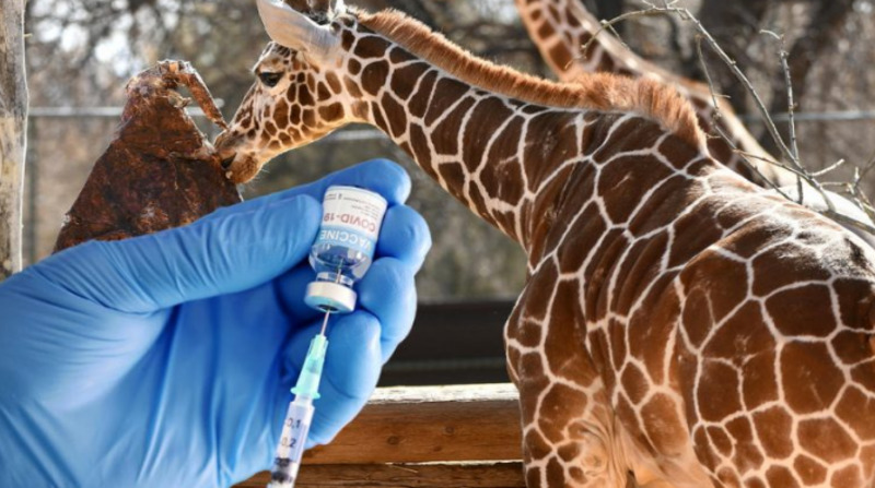 EE.UU.: zoológicos inician vacunación en animales contra la Covid-19