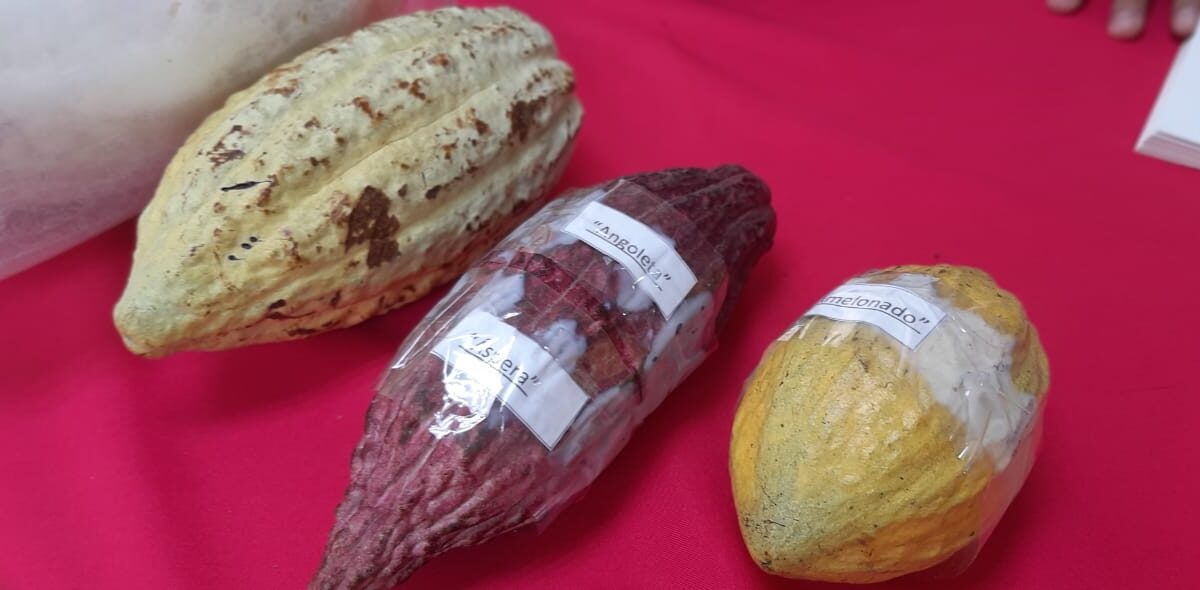 Cacao nicaragüense genera dos millones de dólares en exportaciones