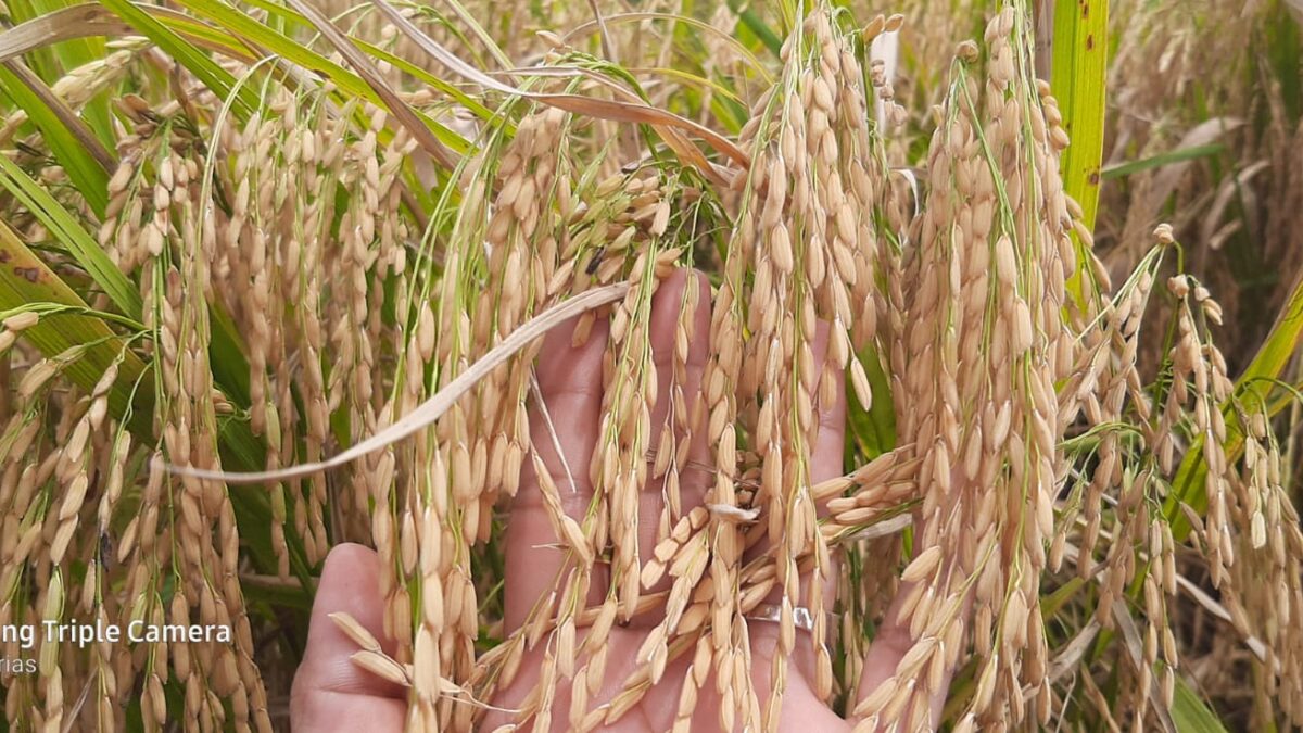 Inicia cosecha de arroz de invierno del ciclo 2021-2022 en Nicaragua