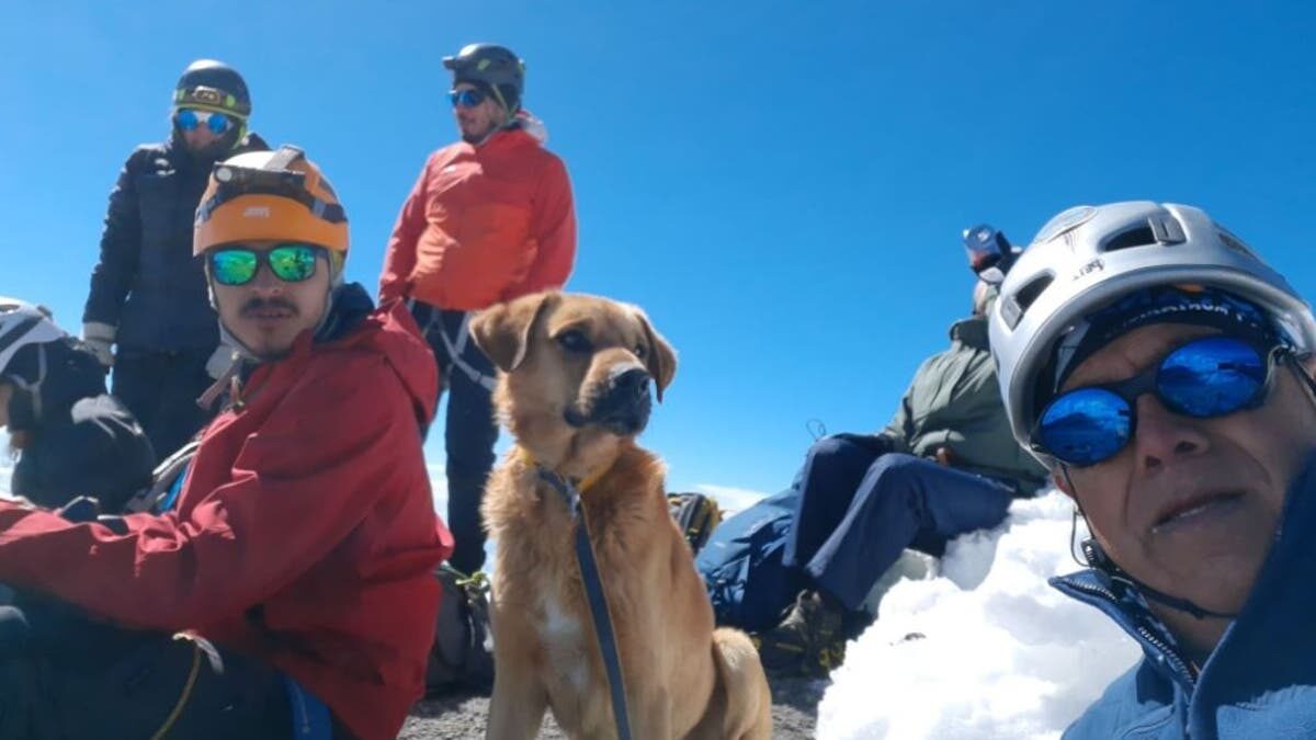 México: Alpinistas se viralizan por rescatar a perro en una montaña
