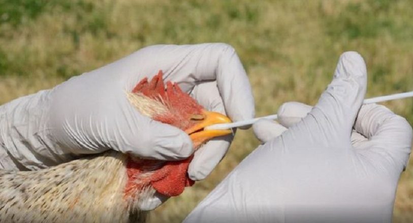 Brote de gripe aviar se registra en dos granjas de Noruega