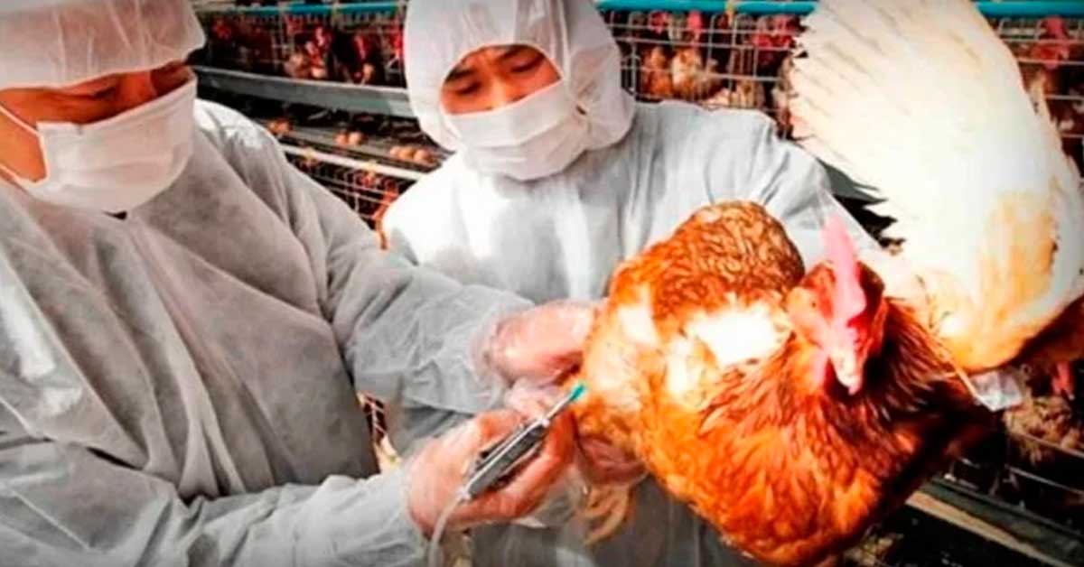 Corea del Sur registra nuevo brote de gripe aviar