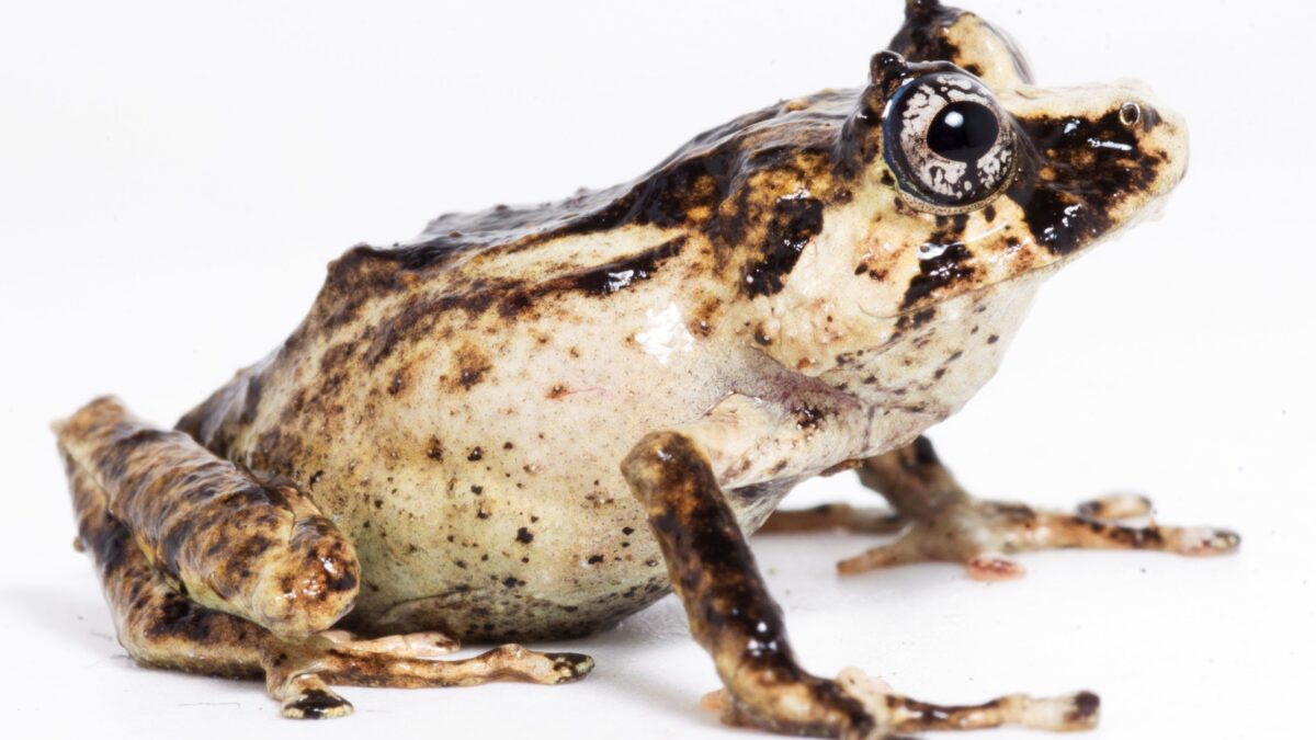 Nueva especie de ranas son descubiertas en bosques de Perú