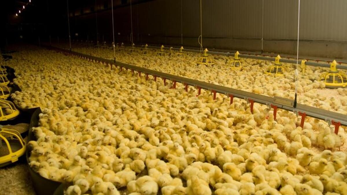 130 mil pollos serán sacrificados por brote de gripe aviar en Japón