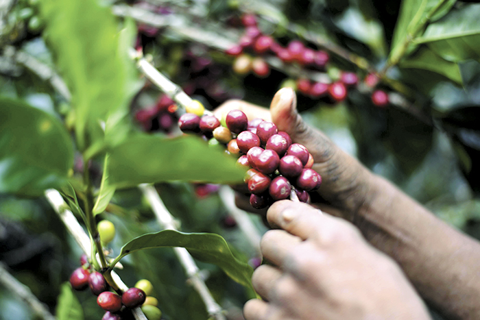 Precios internacionales del café favorecen a la producción nicaragüenses