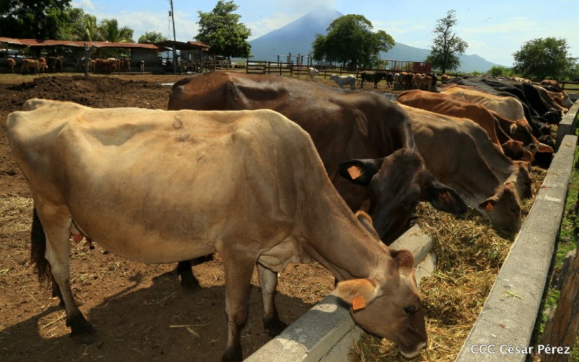 Nicaragua: matanza bovina crece un 8% en el 2021