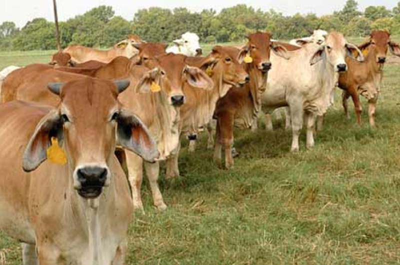 Producción bovina nicaragüense rompe récord de exportaciones