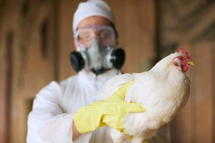 Reino Unido confirma un contagio humano de gripe aviar