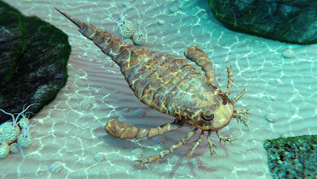 Australia encuentra una nueva especie extinta de escorpión marino