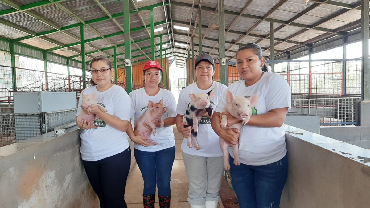Cuatro mujeres salen adelante con la crianza de cerdos