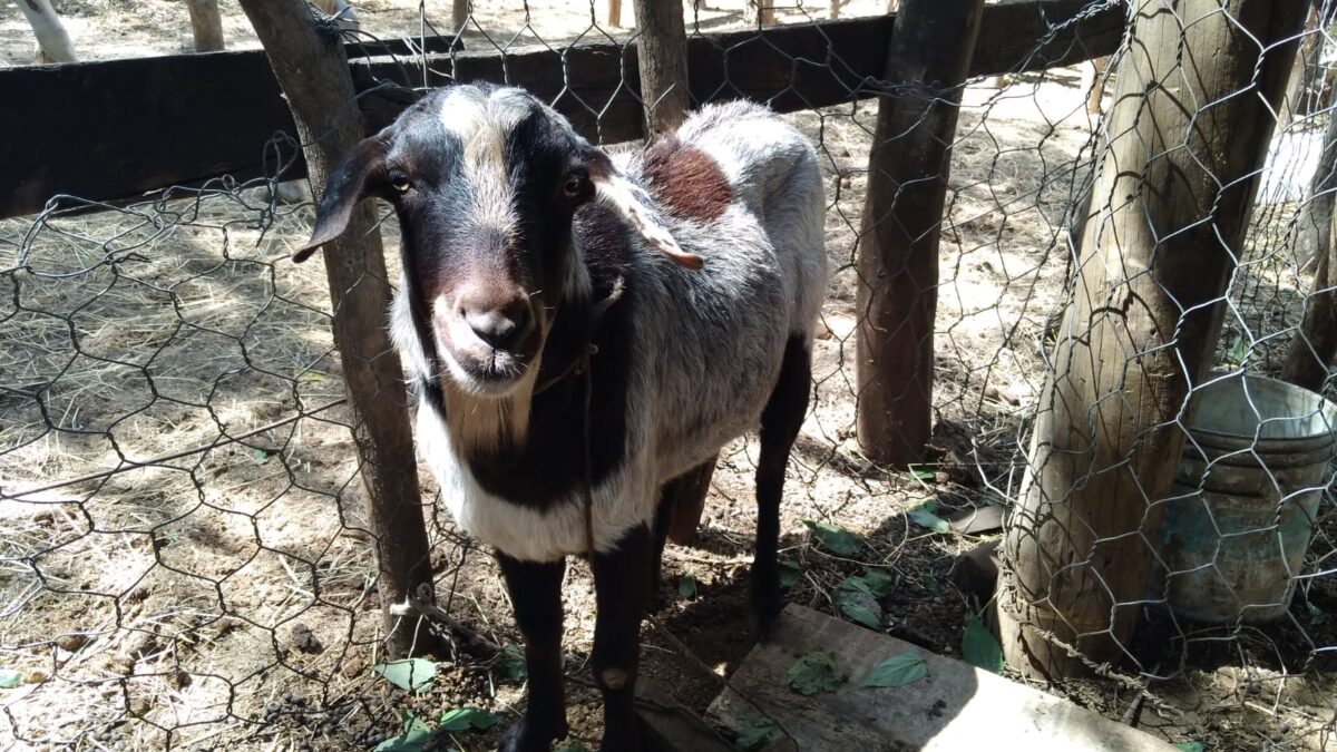 Impulsan la producción de ovinos y caprinos en Ciudad Sandino