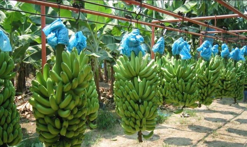 Exportación de plátanos deja U$55 millones a Nicaragua