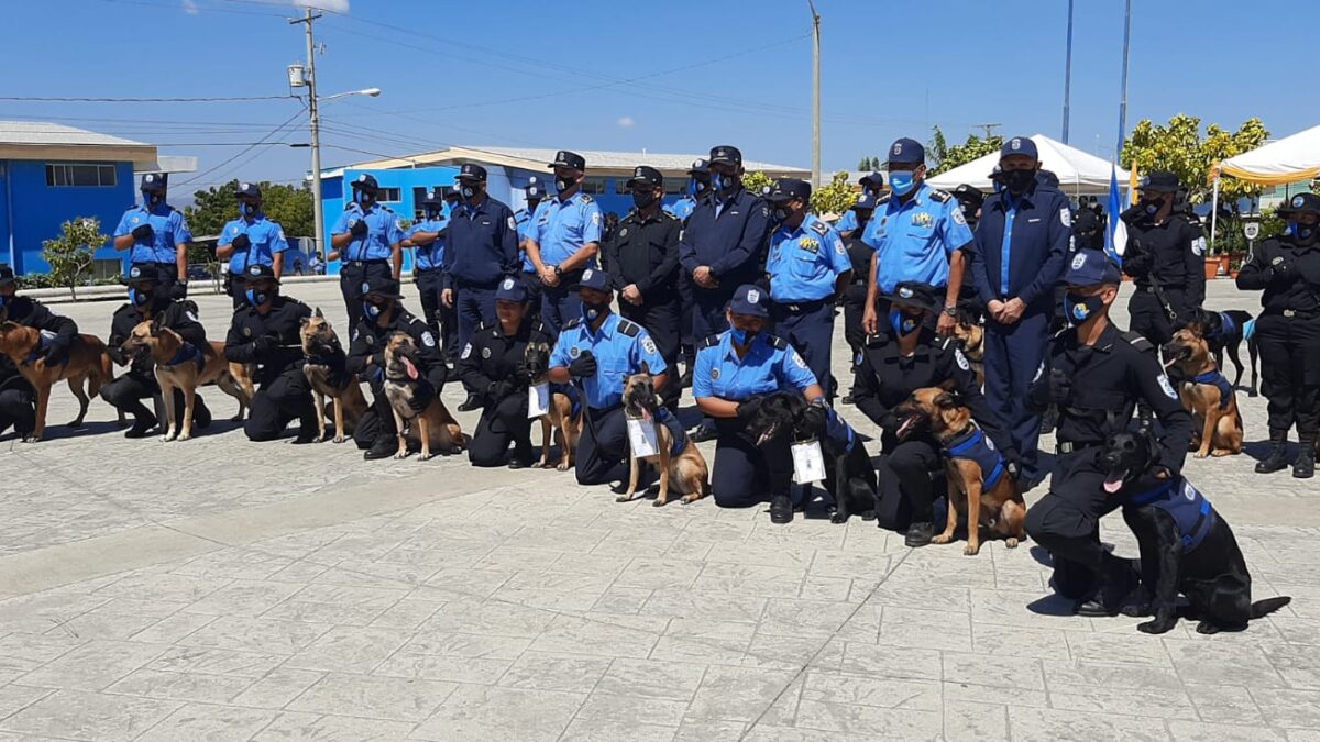 Policía Nacional cuenta con 35 nuevas unidades caninas