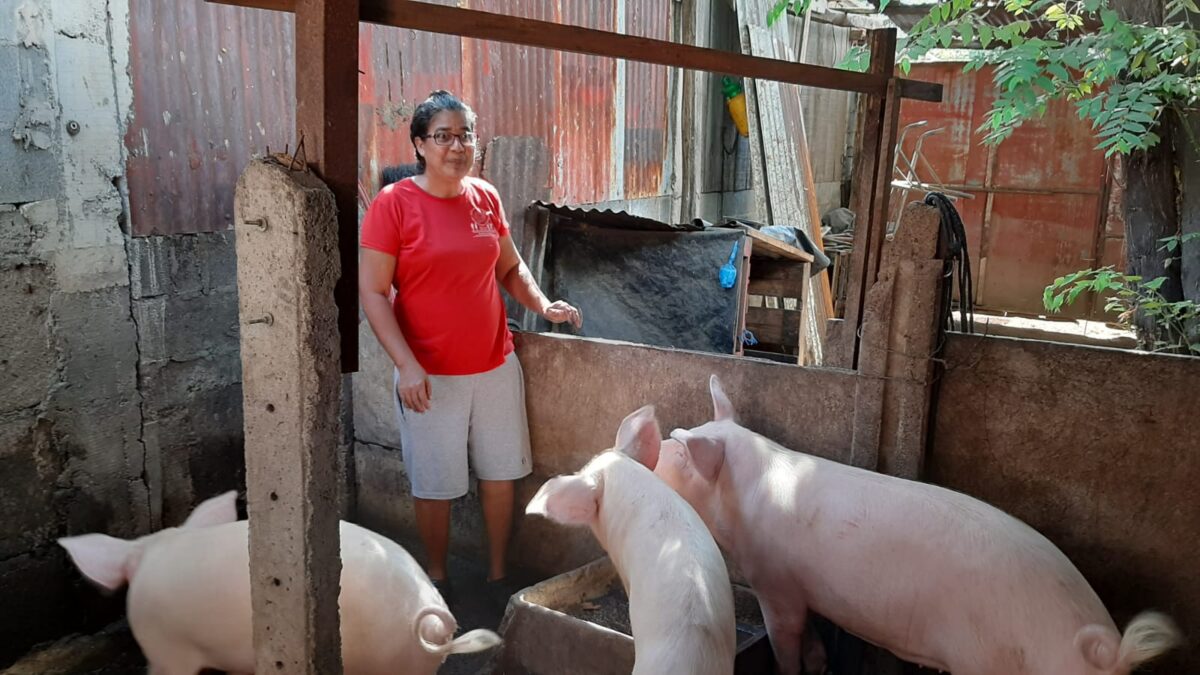 Continúa programa de inseminación porcina en Managua