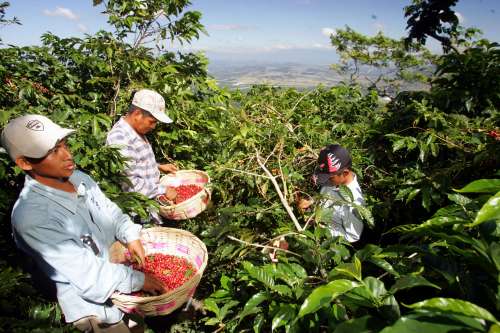 Cafetaleros nicaragüenses usan técnicas para aumentar producción
