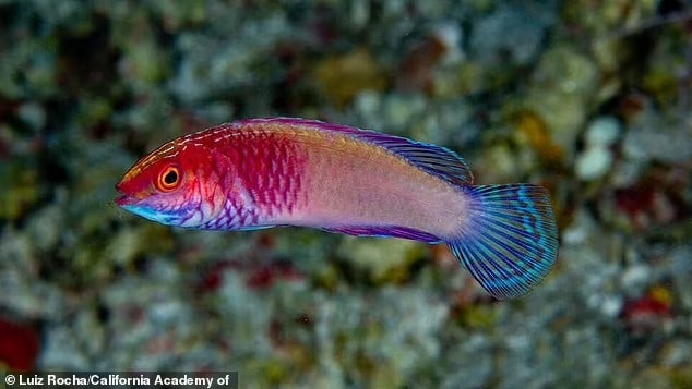 Científicos descubren un nuevo pez arcoíris en las islas Maldivas