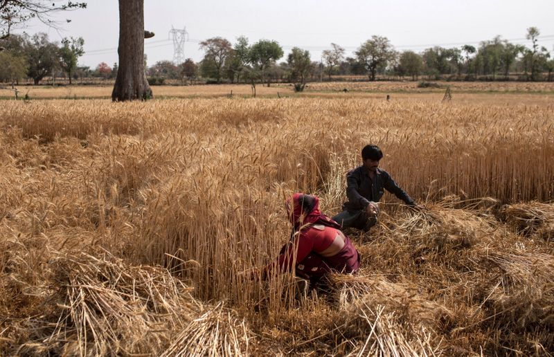 India podría convertirse en el mayor exportador de trigo del mundo