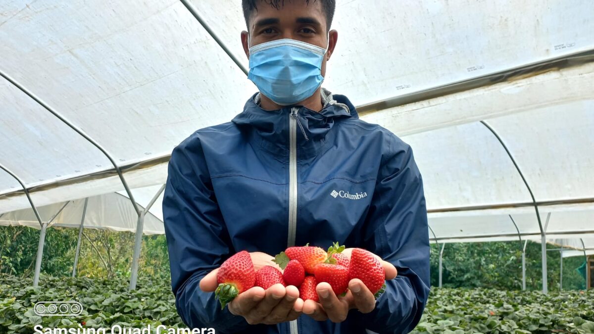 Jóvenes emprendedores de Jinotega producen más de 800 libras de fresa