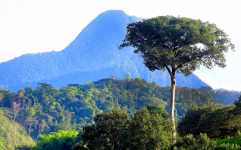 Nicaragua cuenta con más de cuatro millones de hectáreas de bosques