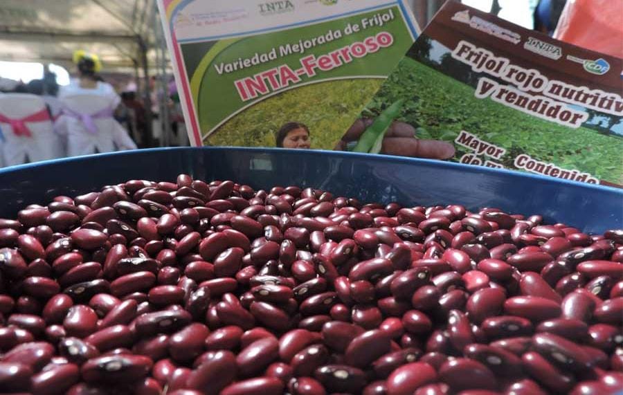 Nicaragua lidera producción y exportación de frijoles en la región