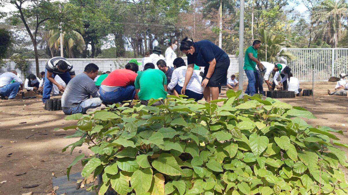Plantarán 22 millones de árboles en Nicaragua