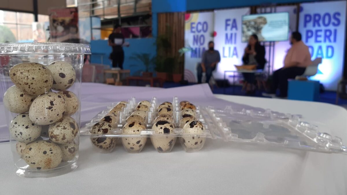 Aumenta producción de huevos de Codorniz en Nicaragua