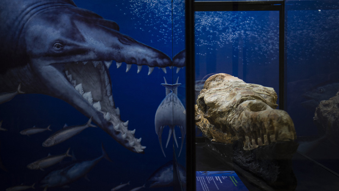 Encuentran restos fosilizados del cráneo de un «monstruo marino»