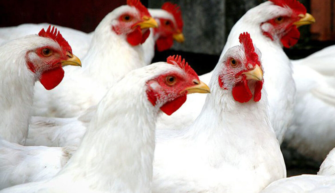 Rusia prohíbe importación de productos avícola de varios estados de EE.UU