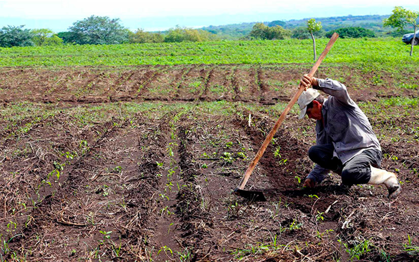 Autoridades del INTA pronostican un invierno cosechero para Nicaragua