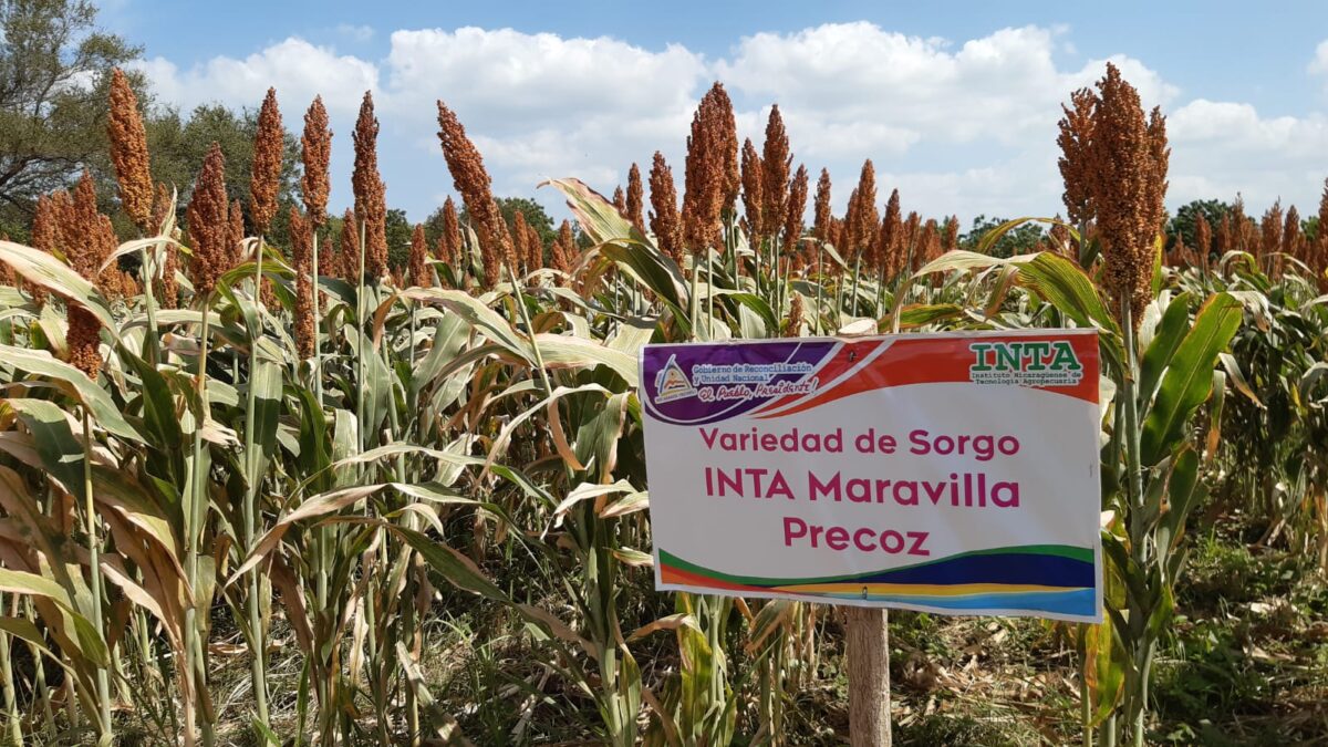 Nicaragua prevé triplicar la producción de sorgo