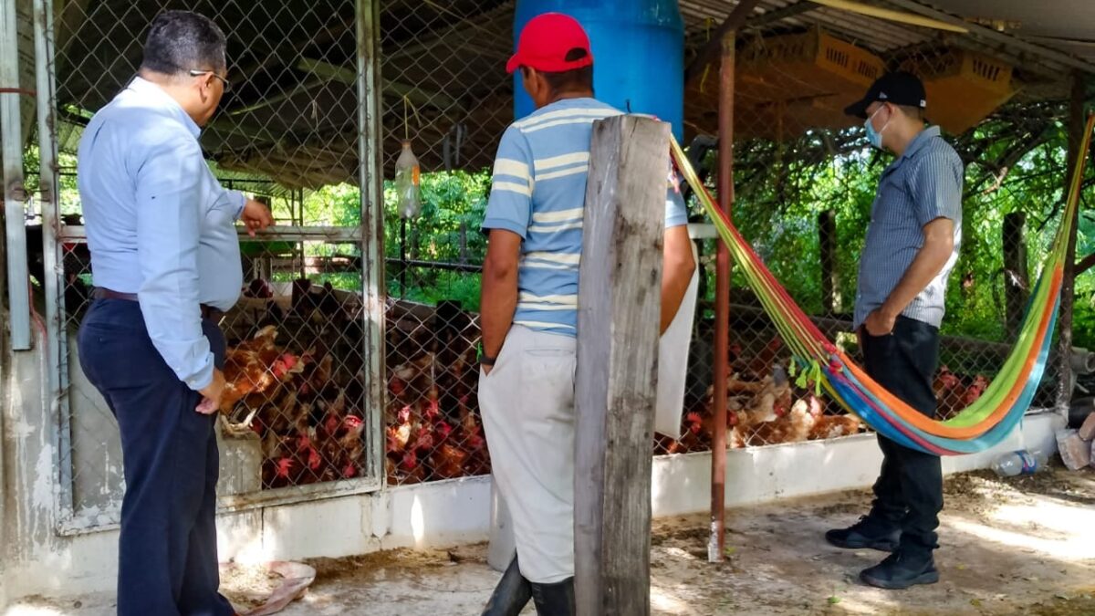 Productores avícolas son capacitados y financiados por el sistema de producción