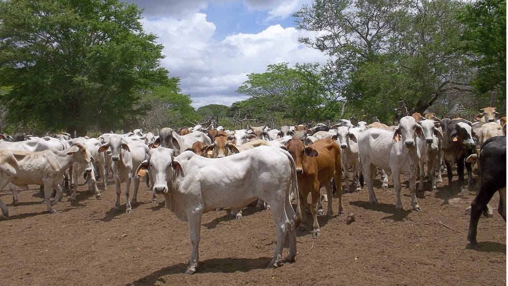 Nicaragua es ratificada con estatus sanitarios por la Organización Mundial de Sanidad Animal